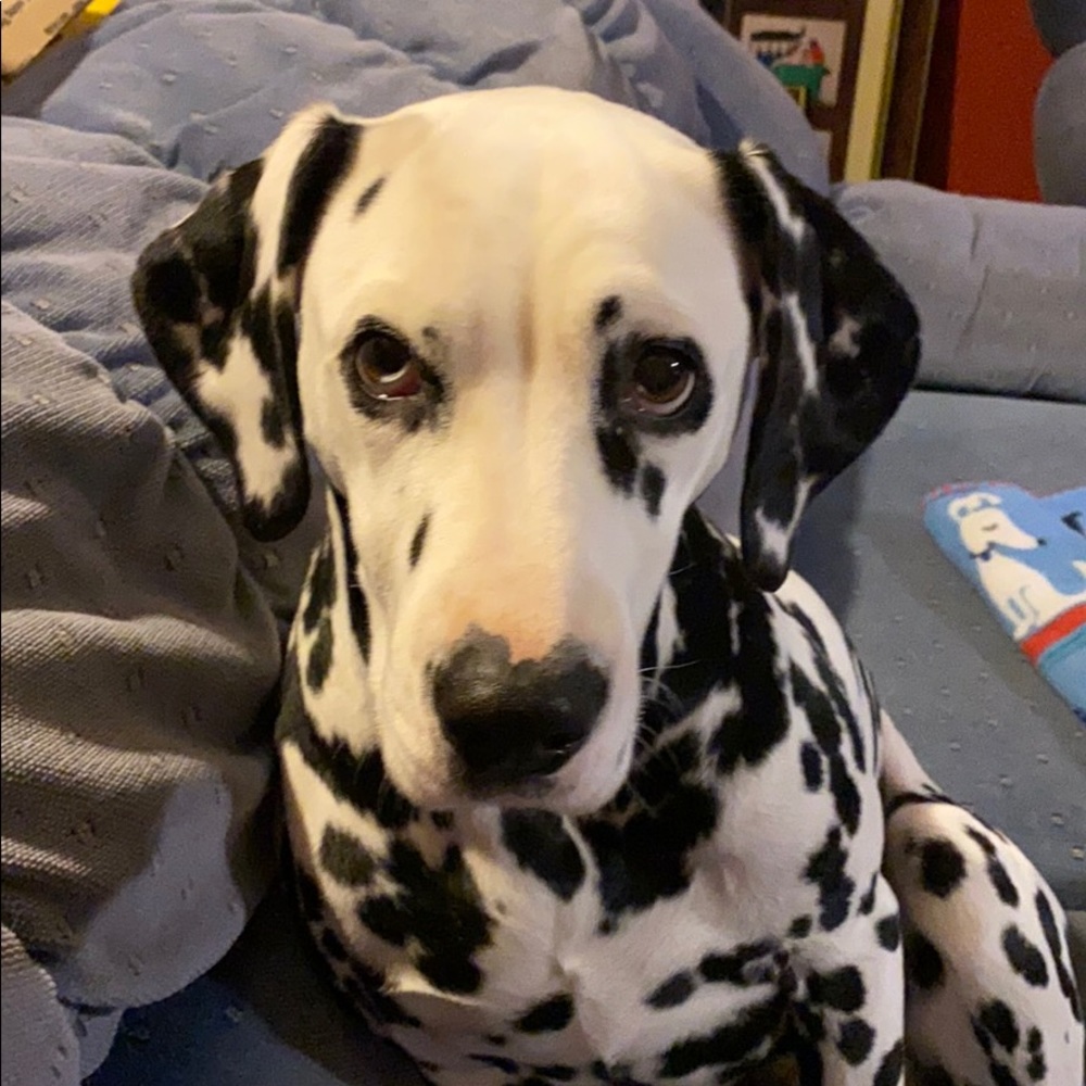 Meet your Posher, Shari